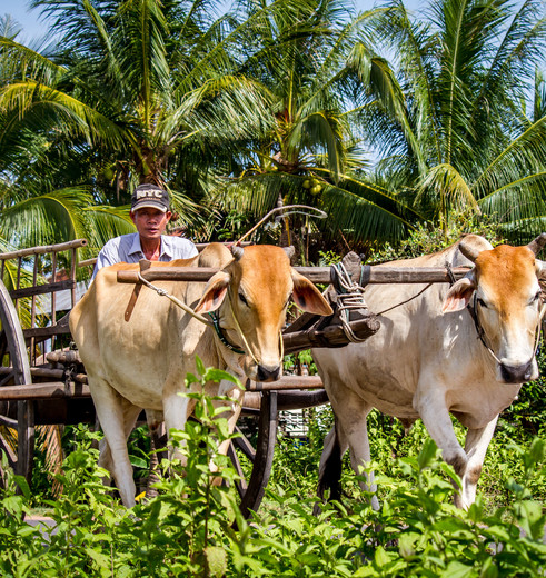 Man met koeien bij Siem Reap, Cambodja