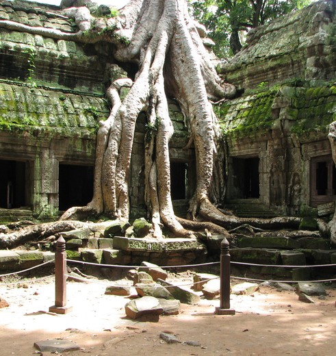 Cambodja-SiemReap-AngkorWat-boom(8)
