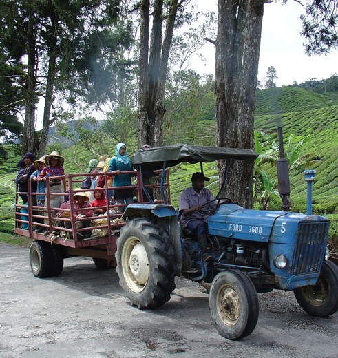 Cameron-Highlands-werkers(8)