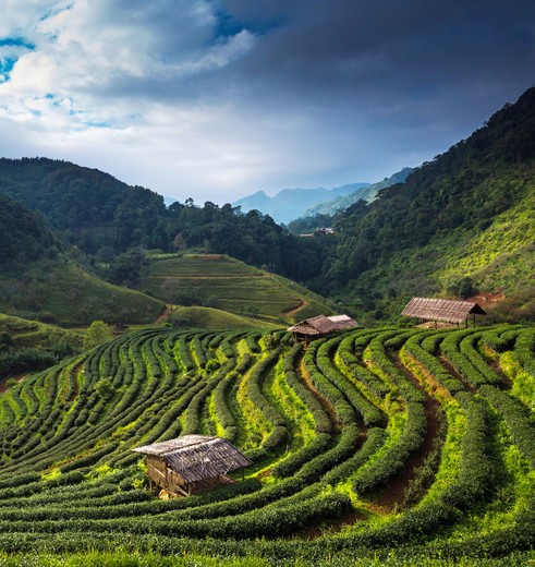 Theevelden van de Cameron Highlands Theevelden van de Cameron Highlands