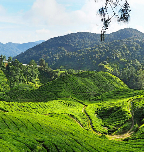 Maleisie Cameron Highlands