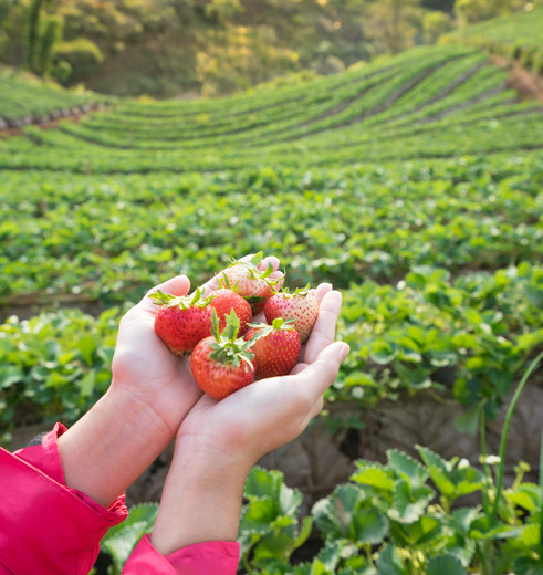 Cameronhighlands-aardbeienplantageveld(8)