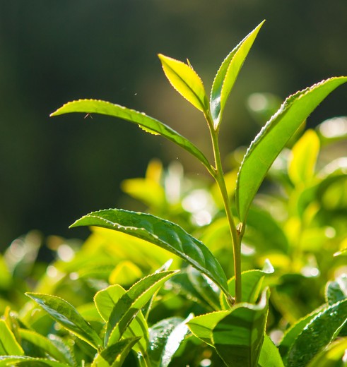 Cameronhighlands-theeblad(8)