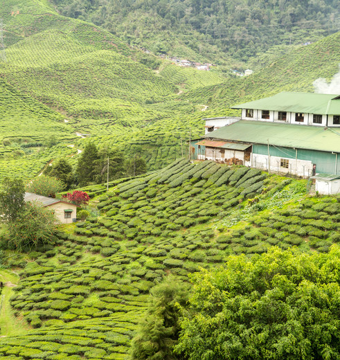 Cameronhighlands-theeplantage1(8)