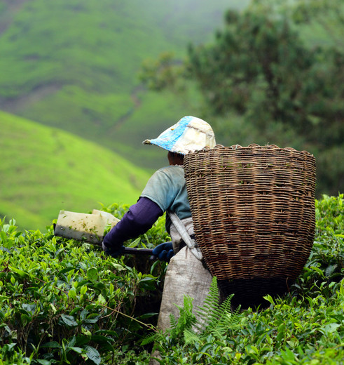 Theeplukker in Cameron Highlands, Maleisië Theeplukker in Cameron Highlands, Maleisië