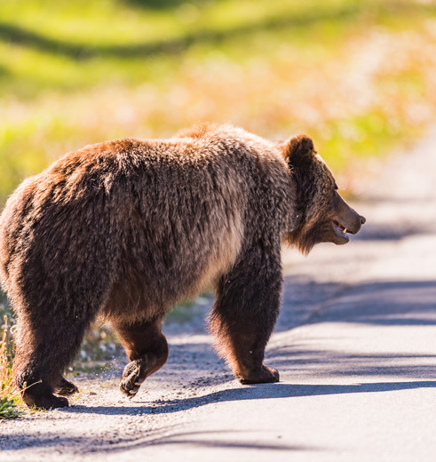 Grizzly beren spotten in Banff National Park