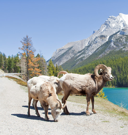 Wildlife in Canada