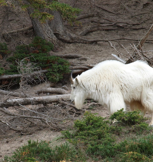 Canada-Jasper-National-Park-berggeit_1_544086