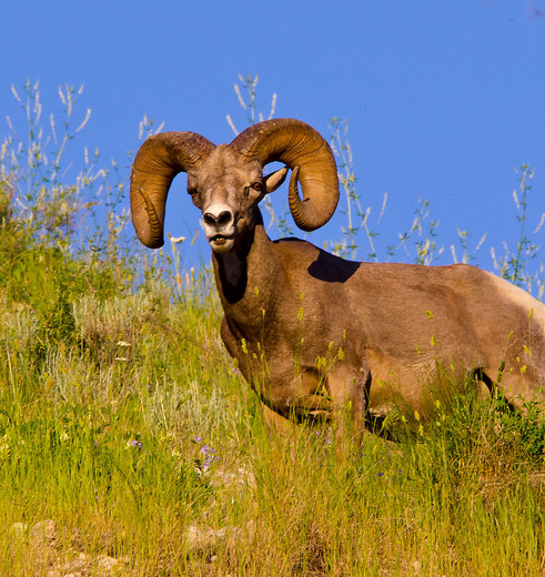 Canada-Kootenay-Steenbok_1_548805 Canada-Kootenay-Steenbok_1_548805