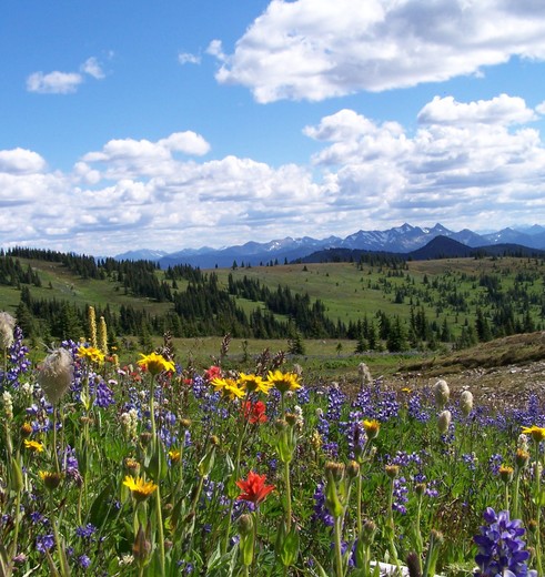 Canada-Manning-Provincial-Park-bloemen