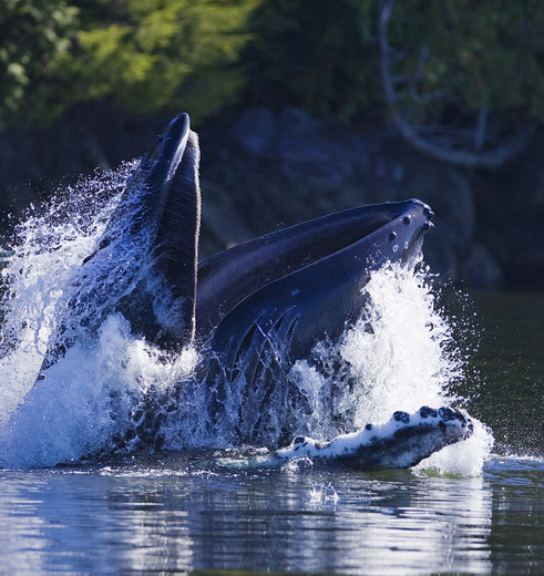 Canada-Tofino-Walvissen-1