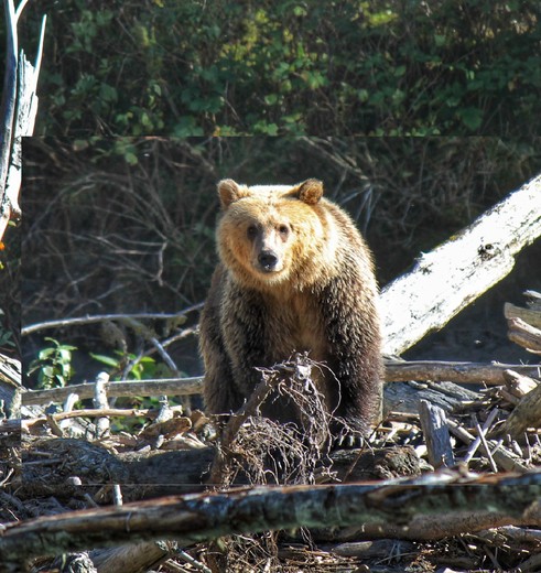 Canada-Vancouver-Island-Grizzlybeer-1