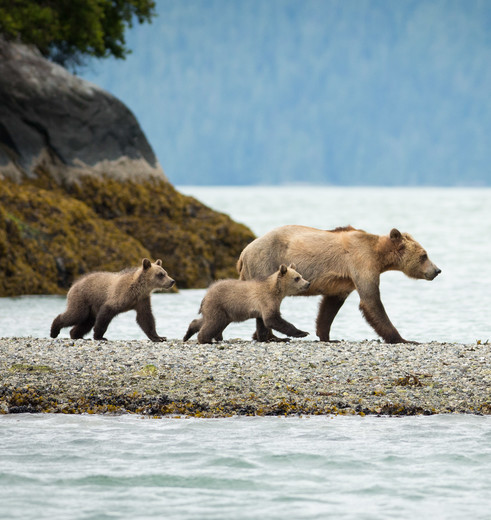 Berenfamilie in Knight Inlet Lodge, Canada