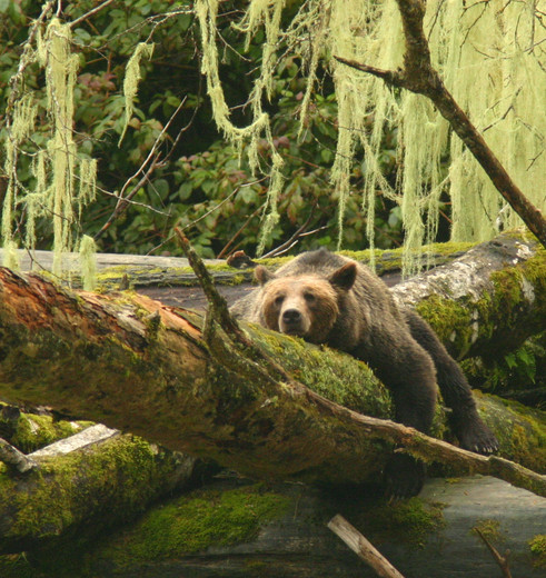 Canada-Vancouver-Island-beer-boomstam_1_521951 Canada-Vancouver-Island-beer-boomstam_1_521951