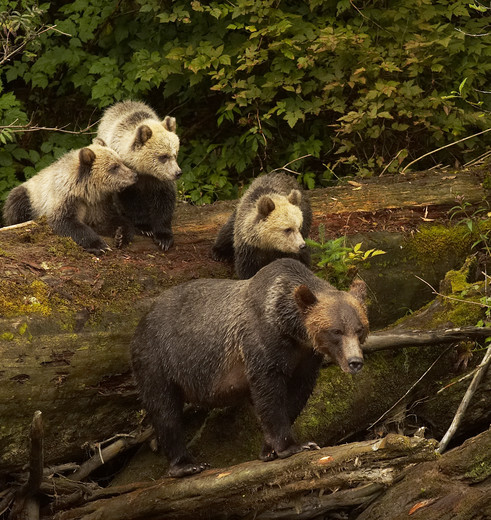 Canada-Vancouver-Island-berenfamilie Canada-Vancouver-Island-berenfamilie