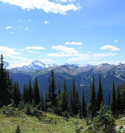 Canada-Whislter-Naaldbomen