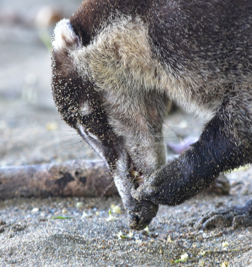 Caoti in Corcovado National Park - Costa Rica