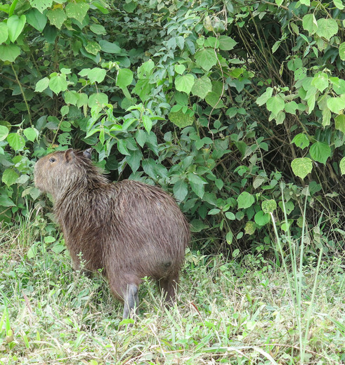 Capibara-Madidi-National-Park