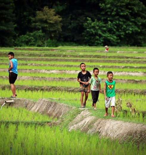 Kinderen bij de rijstvelden nabij Chiang Rai, Thailand