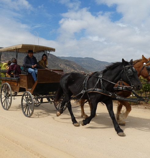 Chili-Colchagua-Vallei-koets-paarden