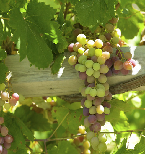 Chili-Colchagua-Valley-wijngaarden-Santa-Cruz Chili-Colchagua-Valley-wijngaarden-Santa-Cruz