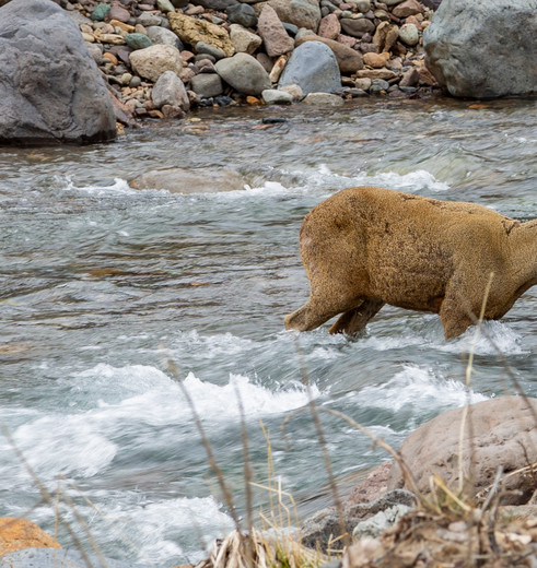 Chili-Coyhaique-Huemel-Hert