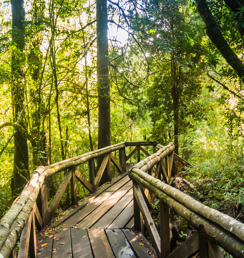 Chili-Huilo-Huilo-National-Park-wandelpad