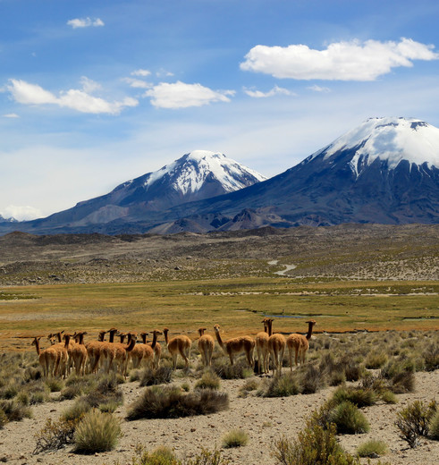Chili-Lauca-National-Park-guanacos