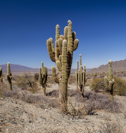 Chili-Los-Cardones-NP-cactus-2_1_432919