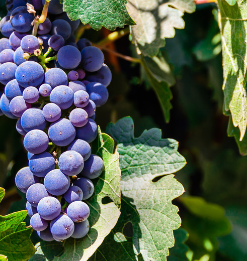 Druivenrank in de Maipo Vallei, Chili