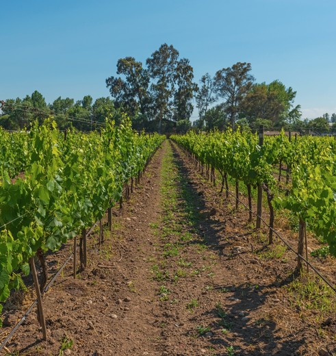 Chili-Maipo-Valley-wijngaarden-1