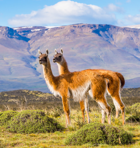 Guanacos in Patagonie, Chili