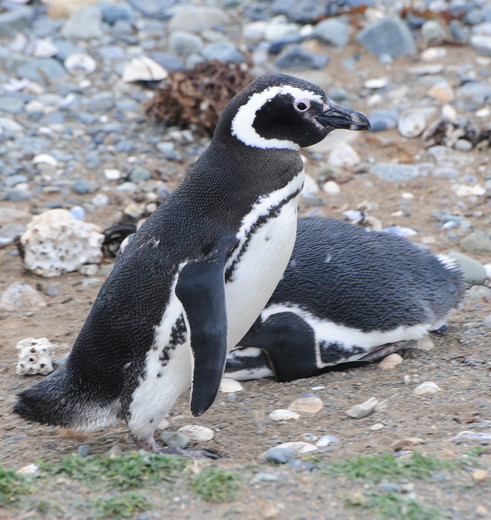 Spot de pinguins vanaf de © Skorpios Cruises