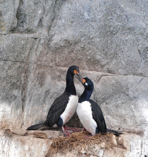 Chili-Puerto-Natales-Skorpios-vogels