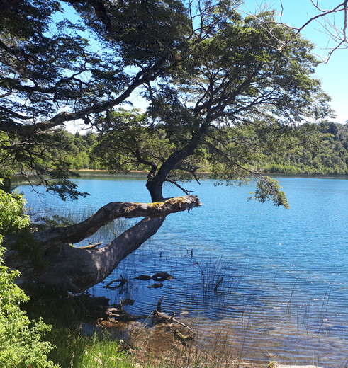 Puyehue National Park, Chili