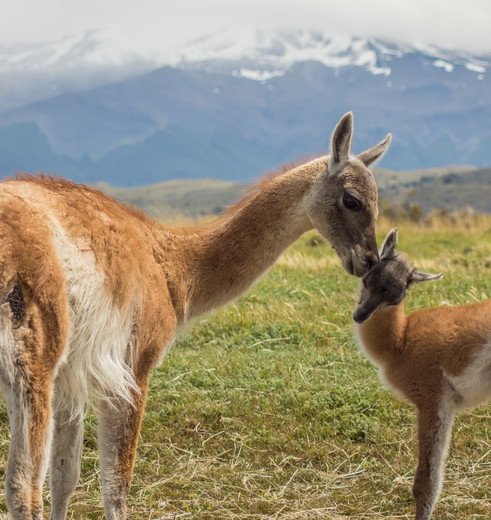 Chili-Torres-del-Paine-baby-guanaco-chulengo-and-its-mother