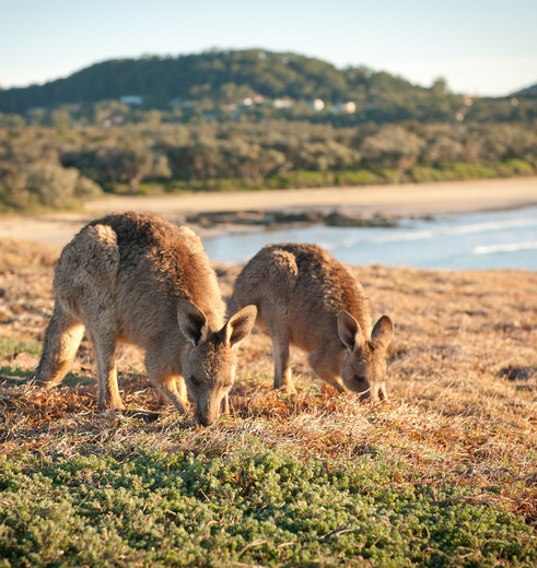 Kangaroos bij Coffs Harbour