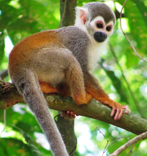 Colombia-Amazone-aapje