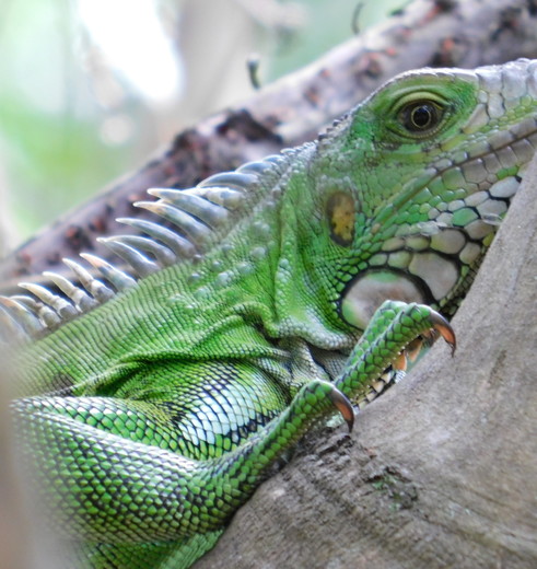 Colombia-Amazone-leguaan_1_481975