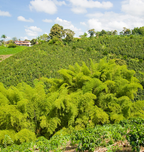 Colombia-Armenia-koffieplantage
