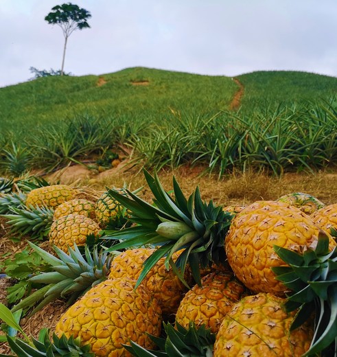 Colombia-Bucaramanga-Ananasplantage-5