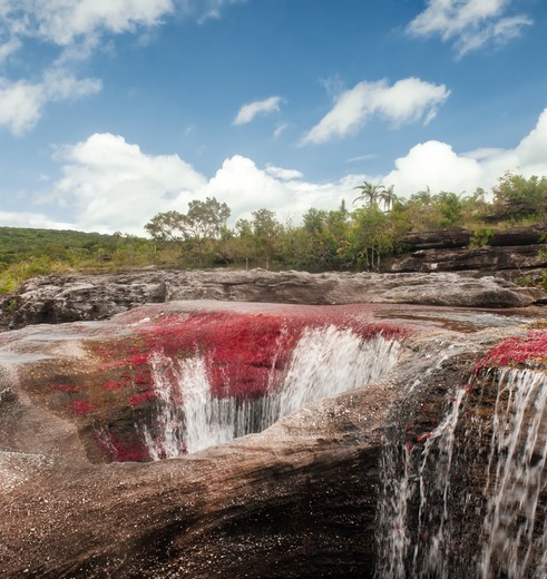 Colombia-Cano-Cristales-kleurrijke-rivier