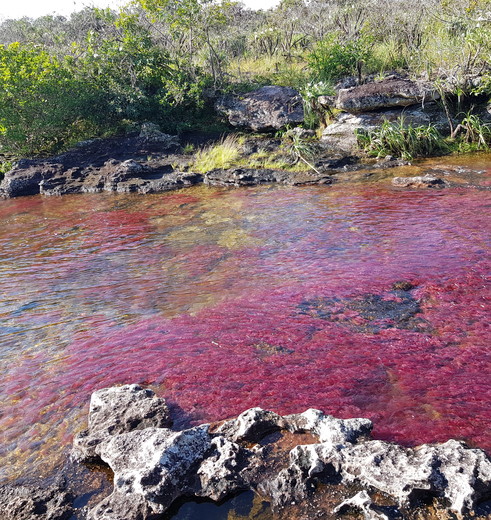 Colombia-Cano-Cristales-roze-rivier