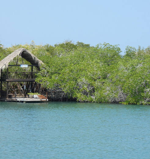 Colombia-Islas-del-Rosario-mangrove