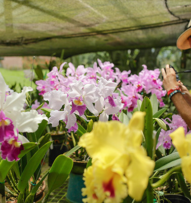 Orchideeën in Manizales