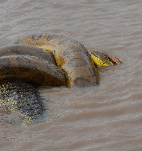 Colombia-Los-Llanos-anaconda_1_486164