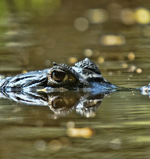 Krokodillen spotten in de Wetlands van Colombia