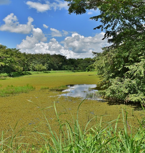 Colombia-Los-Llanos-moerasgebied_1_486145