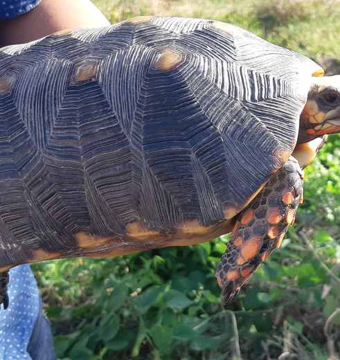 Colombia-Los-Llanos-schildpad Colombia-Los-Llanos-schildpad