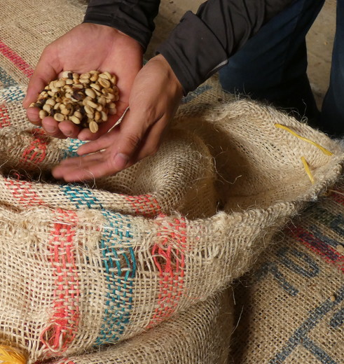 Koffietour op Hacienda Venecia bij Manizales